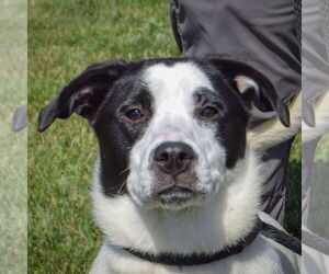 Border Collie-Great Pyrenees Mix Dogs for adoption in Huntley, IL, USA