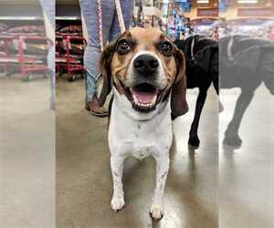 Beagle Dogs for adoption in Boonville, MO, USA