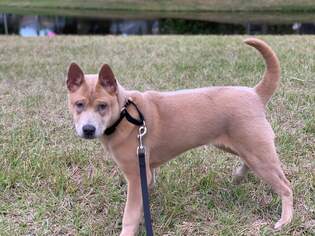Thai Ridgeback Dogs for adoption in Valrico, FL, USA