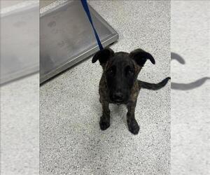 Mutt Dogs for adoption in Conroe, TX, USA