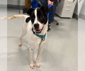 Black Mouth Cur-Unknown Mix Dogs for adoption in Boston, MA, USA