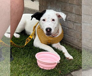 American Bulldog-Unknown Mix Dogs for adoption in Germantown, OH, USA