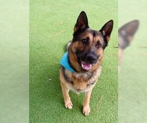German Shepherd Dog Dogs for adoption in Humble, TX, USA