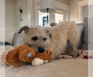 Maltese-Unknown Mix Dogs for adoption in San Diego, CA, USA