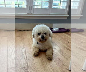 Bichon Frise Dogs for adoption in Mooresville, NC, USA