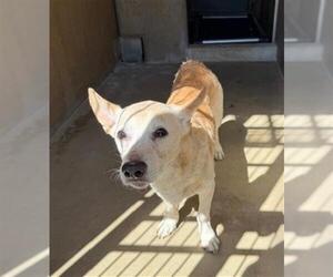 Mutt Dogs for adoption in Chula Vista, CA, USA