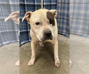 American Bulldog-Staffordshire Bull Terrier Mix Dogs for adoption in Rosenberg, TX, USA