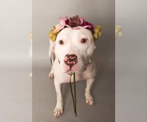 American Staffordshire Terrier-Unknown Mix Dogs for adoption in Wyandotte, MI, USA