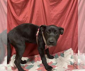 Labrador Retriever-Unknown Mix Dogs for adoption in Modesto, CA, USA