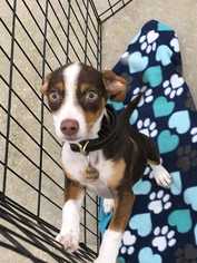 Beagle-Chihuahua Mix Dogs for adoption in Sylmar, CA, USA