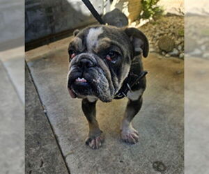 Bulldog Dogs for adoption in Rancho Cucamonga, CA, USA