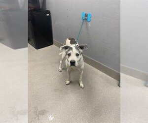 Bullboxer Pit Dogs for adoption in Las Vegas, NV, USA
