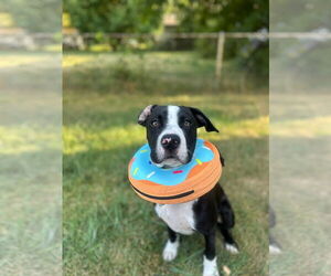 American Pit Bull Terrier-Unknown Mix Dogs for adoption in Germantown, OH, USA