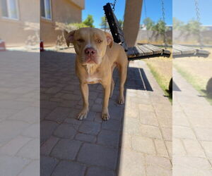 American Staffordshire Terrier-Unknown Mix Dogs for adoption in Chandler, AZ, USA