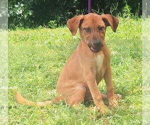 Labrador Retriever-Unknown Mix Dogs for adoption in Wetumpka, AL, USA