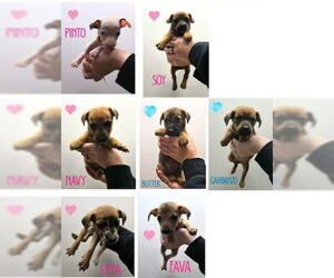 Aussiedox Dogs for adoption in Frankenmuth, MI, USA