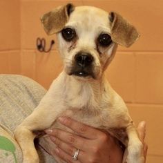 Pug Dogs for adoption in Columbia, TN, USA