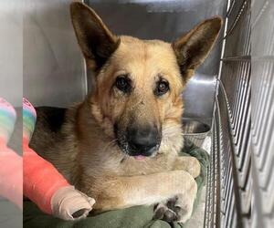 German Shepherd Dog Dogs for adoption in Riverside, CA, USA