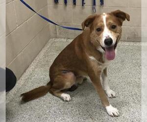 Labrador Retriever-Unknown Mix Dogs for adoption in Conroe, TX, USA