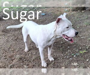 American Pit Bull Terrier-Staffordshire Bull Terrier Mix Dogs for adoption in Mountain View, AR, USA