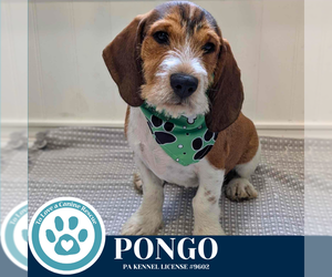 Basset Hound-Unknown Mix Dogs for adoption in Kimberton, PA, USA