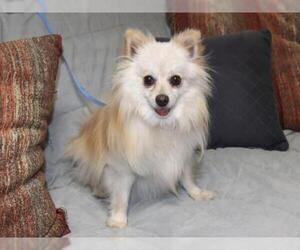 Pomeranian Dogs for adoption in Ojai, CA, USA
