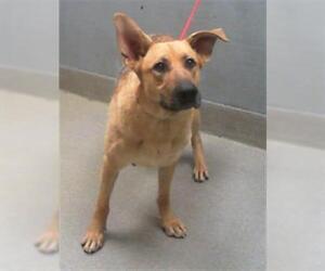 German Shepherd Dog-Unknown Mix Dogs for adoption in Las Vegas, NV, USA