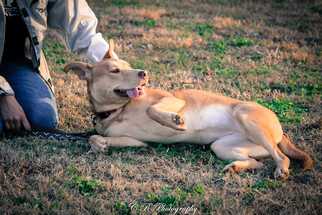 Carolina Dog-Unknown Mix Dogs for adoption in Millington, TN, USA