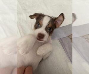 Schweenie Dogs for adoption in Rockaway, NJ, USA