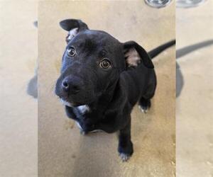 Rottweiler-Unknown Mix Dogs for adoption in San Antonio, TX, USA