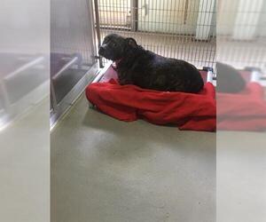 Staffordshire Bull Terrier Dogs for adoption in Norfolk, VA, USA