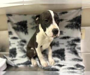 American Pit Bull Terrier-Unknown Mix Dogs for adoption in HESPERIA, CA, USA