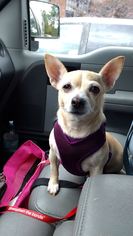 Chihuahua Dogs for adoption in Templeton, MA, USA
