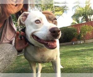 American Pit Bull Terrier-Unknown Mix Dogs for adoption in Carlsbad, CA, USA
