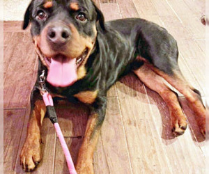Rottweiler Dogs for adoption in Ventura, CA, USA