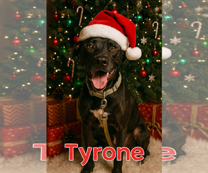 American Staffordshire Terrier-Labrador Retriever Mix Dogs for adoption in Blacksburg, SC, USA