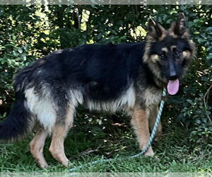 German Shepherd Dog Dogs for adoption in Newfoundland, PA, USA