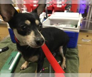 Chihuahua Dogs for adoption in Riverside, CA, USA