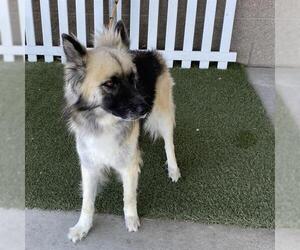 German Shepherd Dog Dogs for adoption in Modesto, CA, USA