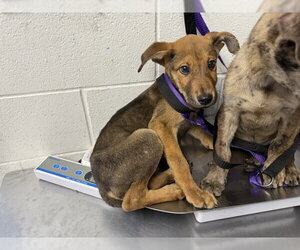 German Shepherd Dog-Unknown Mix Dogs for adoption in San Bernardino, CA, USA