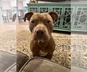 American Pit Bull Terrier-Unknown Mix Dogs for adoption in Rockaway, NJ, USA