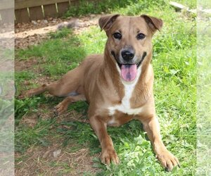 Mutt Dogs for adoption in Jackson, MS, USA