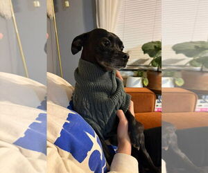 Chihuahua-Unknown Mix Dogs for adoption in Grafton, WI, USA