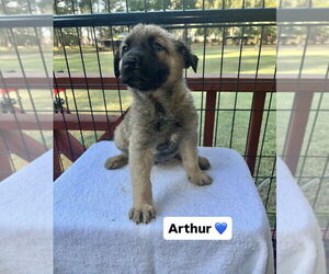 German Shepherd Dog-Unknown Mix Dogs for adoption in Brewster, NY, USA