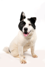 Akita Dogs for adoption in St. Louis Park, MN, USA