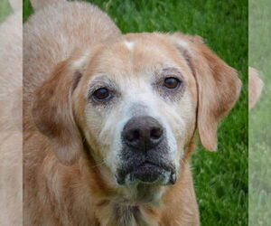 Mutt Dogs for adoption in Huntley, IL, USA