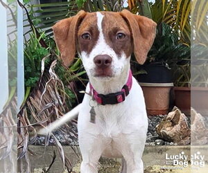 Beagle-Unknown Mix Dogs for adoption in Washington, DC, USA