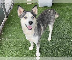 Siberian Husky Dogs for adoption in Corona, CA, USA