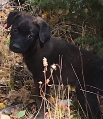 Medium Photo #1 Labrador Retriever-Unknown Mix Puppy For Sale in Winter Park, CO, USA