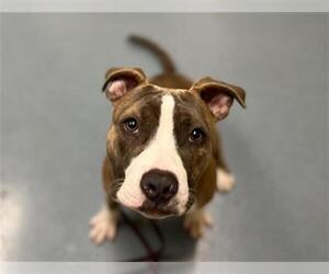 Medium Photo #1 American Pit Bull Terrier Puppy For Sale in Denver, CO, USA